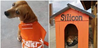 ‘Silicón’, el perrito que trabaja en un Home Depot de Oaxaca