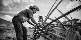 Mezcal, la bebida emblemática de Oaxaca