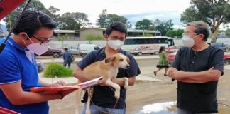 Encuentra hogar canino rescatado por el Ayuntamiento de Oaxaca de Juárez