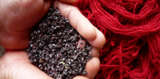 Extracción de tintes naturales de grana cochinilla en Oaxaca se viraliza en TikTok