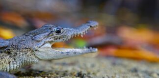 Invita Semaedeso a conferencia virtual sobre la importancia del cocodrilo de río en Manialtepec