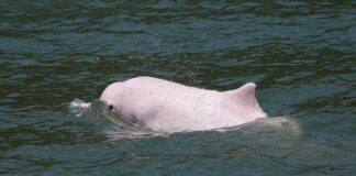 Delfines casi extintos vuelven gracias a pausa por pandemia