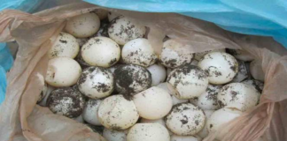 Aseguran mil 250 huevos de tortuga en San Miguel del Puerto