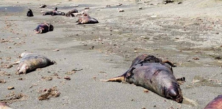 Aparecen muertos 150 lobos marinos en playa de BCS