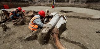 Suman 200 mamuts encontrados en terrenos del aeropuerto de Santa Lucía