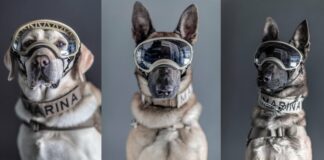 19-S: ellos fueron los perros rescatistas héroes después del terremoto de 2017