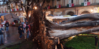 Cae árbol en pleno zócalo de la ciudad