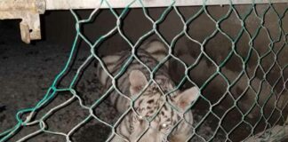 Aseguran 46 autos de lujo y… hasta tigres de bengala en Tamaulipas