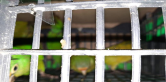 Rescata GN 13 pericos atoleros sujetos a protección especial en Oaxaca