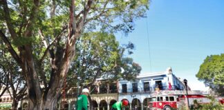 Establecen estrategias integrales para el cuidado de los ejemplares del Zócalo
