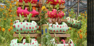 Con talleres virtuales, promueve Ayuntamiento sustentabilidad alimentaria