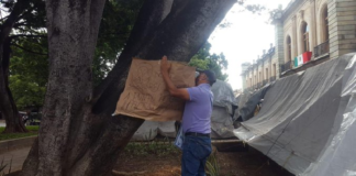 Alertan ambientalistas por caída de laurel en el zócalo