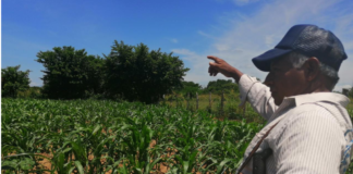 Campesinos zapotecas preservan, protegen y fortalecen el maíz zapalote chico en Oaxaca