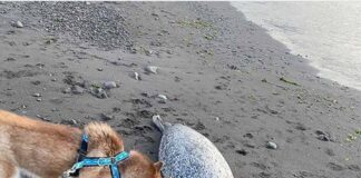 Mueren cientos de animales marinos en Rusia