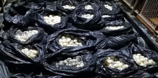 Aprehenden a sujeto con 30 mil huevos de tortuga en Huamelula