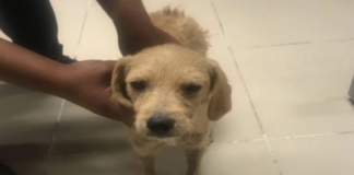 Adoptan a ”Lucho”, el perrito abusado por un indigente en Oaxaca