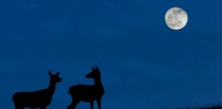 “Luna azul”: el evento cósmico que podrá verse este 31 de octubre