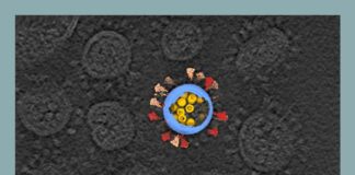 Los sobrevivientes a la COVID-19 presentan una “niebla mental” después de recuperarse: estudio