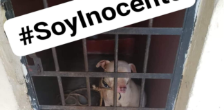 Asesina a perro “encarcelado” en la Sierra Norte