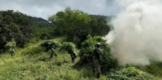 Destruye Ejercito Mexicano plantíos de marihuana en la Sierra Sur
