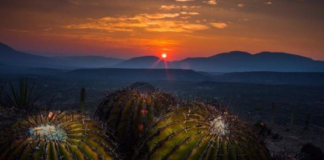 La región árida más biodiversa de América está en Oaxaca