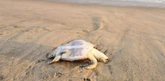 Localizan tortugas muertas en playa de Salina Cruz