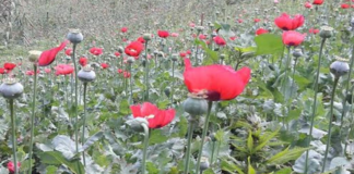 Destruye SEDENA 2 mil plantíos de amapola y marihuana en Oaxaca