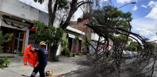 Reportan caída de 3 árboles por fuertes vientos en Oaxaca