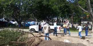 Siembran árbol de huaje en el zócalo de Oaxaca