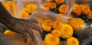 Flor de cempasúchil un símbolo de la vida y de la muerte