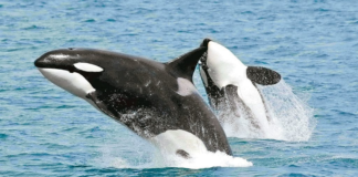 Inicia temporada de orcas en las costas de Oaxaca