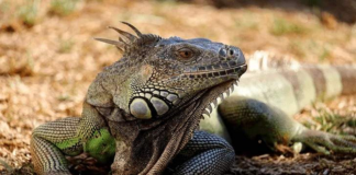 Roban 40 iguanas en Foro Ecológico de Juchitán