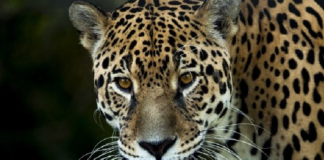 Liberan en su hábitat natural a dos jaguares entrenados en Oaxaca