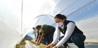 Refuerza Ayuntamiento de Oaxaca cultura del autoconsumo con siembra en macrotúneles