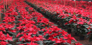 Oaxaca ofertará más de 17 mil nochebuenas para navidad