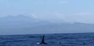 Avistan orcas en Costa de Oaxaca