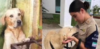 Marina adopta a perro que rescató de inundación en Tabasco