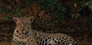 Los traficantes chinos ya son una amenaza real para el jaguar, especie orgullo de México