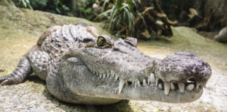 Vecino de Tonameca es atacado por cocodrilo