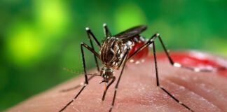 Reportan 6 defunciones de dengue en Oaxaca
