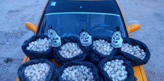 Asegura GN 3 mil 500 huevos de tortuga en Oaxaca