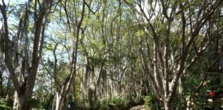 Campesinos rescatan un “paraíso mixteca” en el sur de México