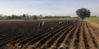 Suspende Sedapa actividades relativas a la “Noche de Rábanos”