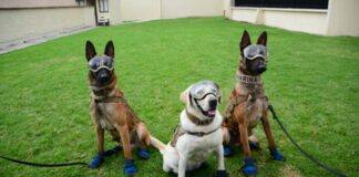 Sólo marinos pueden adoptar perros rescatistas y rastreadores en México