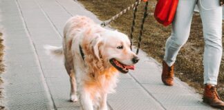 En abril, brindará servicio de esterilización animal en Oaxaca de Juárez