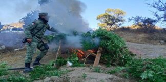 Incinera Guardia Nacional plantío de marihuana en Güilá