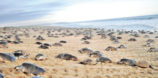 Semar y vecinos de Salina Cruz liberan a 44 crías de tortuga golfina