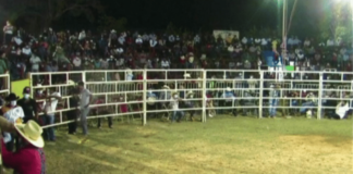 Pese a prohibiciones; municipio de Oaxaca organizó jaripeo en honor a su Santo Patrón