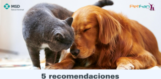 México ocupa el primer lugar de perros en situación de calle a nivel Latinoamérica