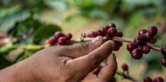 Starbucks honra las raíces oaxaqueñas con la introducción de Starbucks®️ México Oaxaca